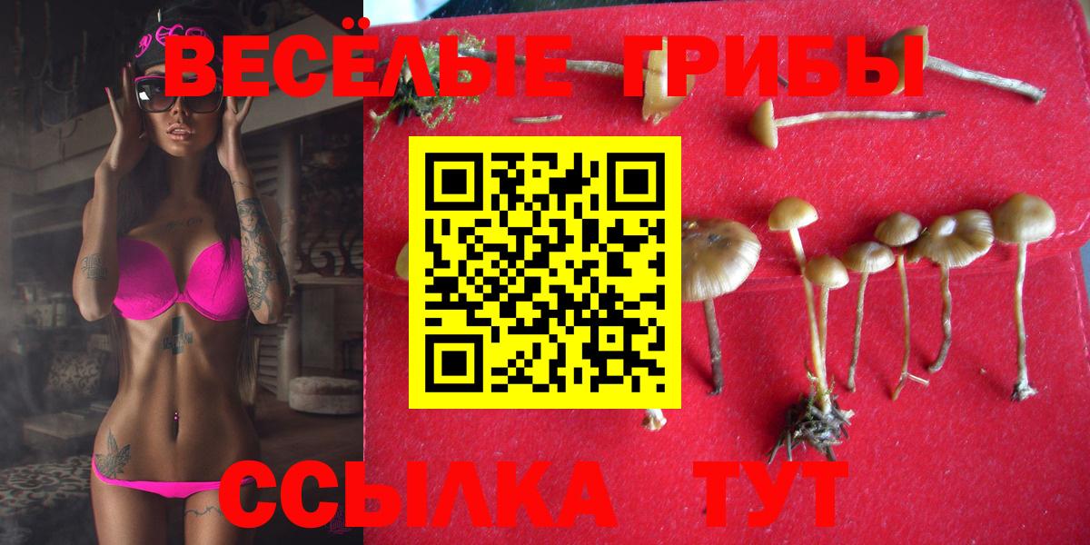 Звенигород  Псилоцибиновые грибы мицелий  Галлюциногенные грибы Psilocybe  закладка  Вход с VPN 